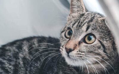 How A One-eyed, Three-legged Cat Helped Me Overcome The Lifetime Scars Of Bullying